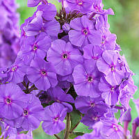 Флокс Amethyst