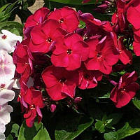 Флокс Bambini Cherry Crush