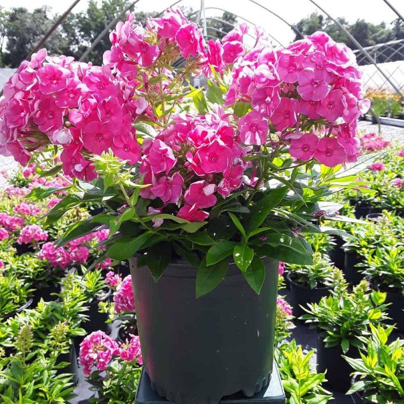 Флокс Bambini Sweet Tart