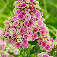 Флокс Orchid Yellow