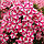 Флокс Peppermint Twist, фото 3
