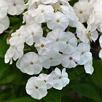 Флокс Pina Colada