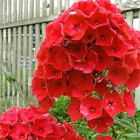 Флокс Red Riding Hood