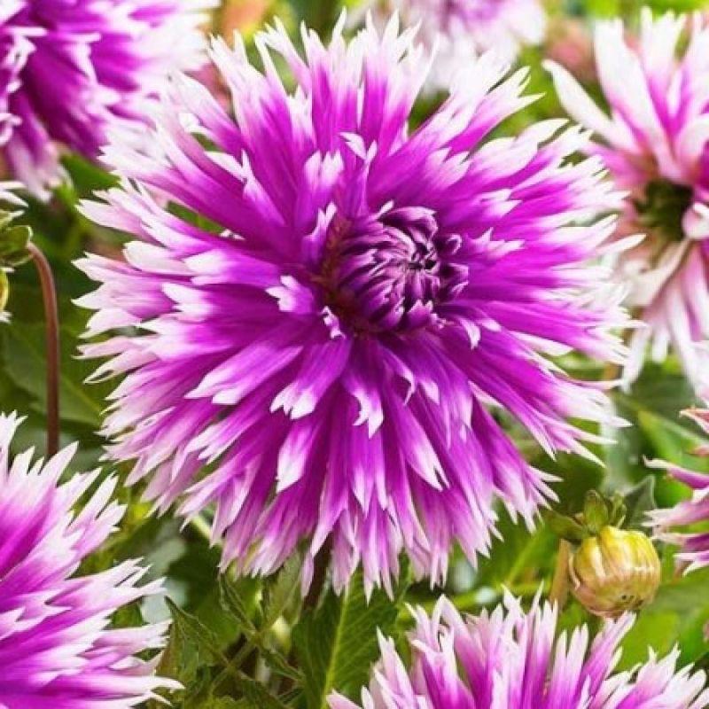 Жоржина бахромчаста Table Dancer, фото 1