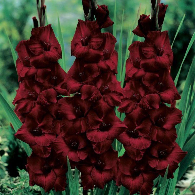 Гладіолус Back Star 14/16