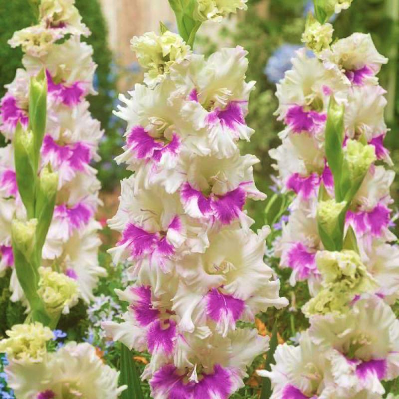 Гладіолус Violet Heart (KIROV) 14/16, фото 1