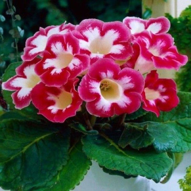 Глоксинія Blanche de Méru