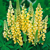 Люпин Chandelier (жовтий)