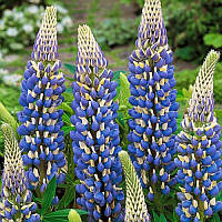 Люпин The Governor (блакитний)