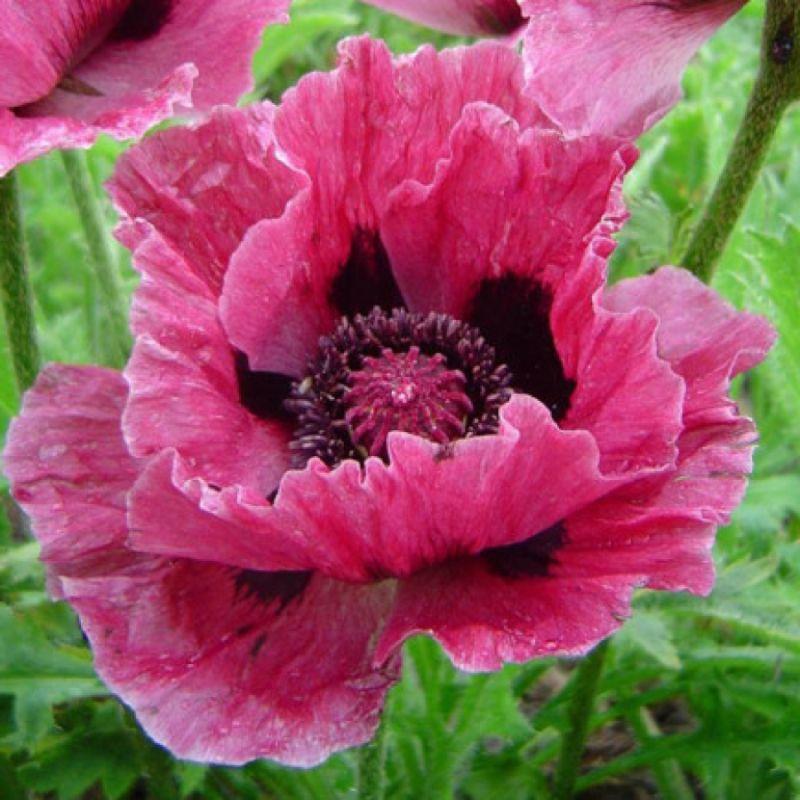 Мак східний Bolero, фото 1