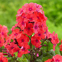 Флокс Orange Perfection