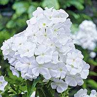 Флокс White Admiral