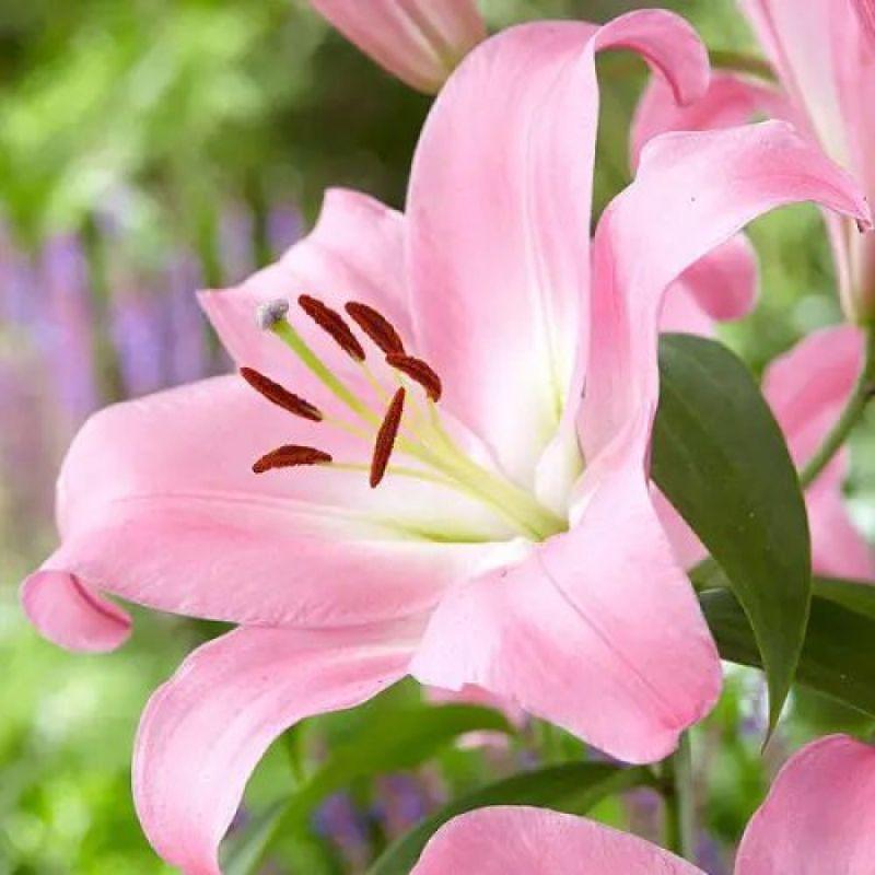 Лілія ОТ-гібрид Tabledance 18/20