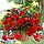 Бегонія Пендула Каскад червона (scarlet), фото 4