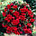 Бегонія Пендула Каскад червона (scarlet), фото 3
