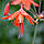 Бессера elegans, фото 3
