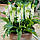 Еукоміс autumnalis ssp autumnalis 14/16, фото 4