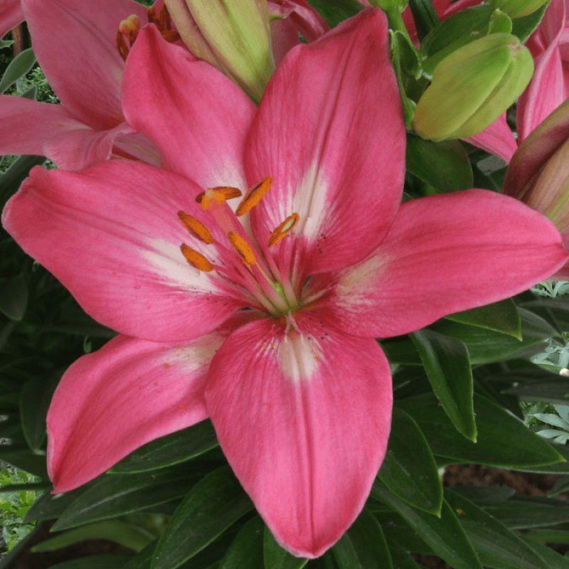 Лілія Азіатська низька Rozalynn 14/16