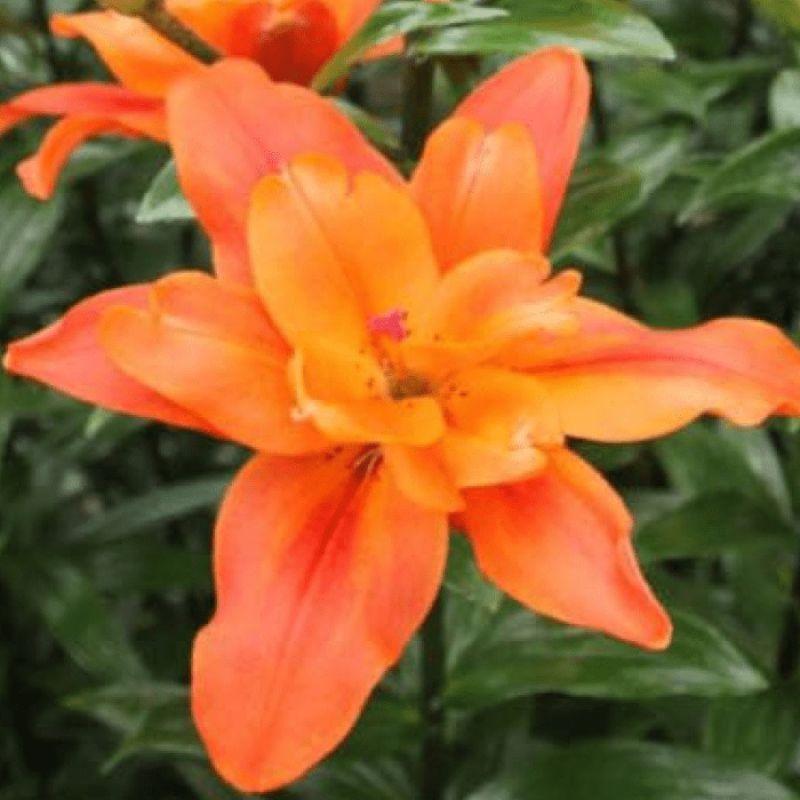 Лілія Махрова ЛА-гібрид Caddy 18/20