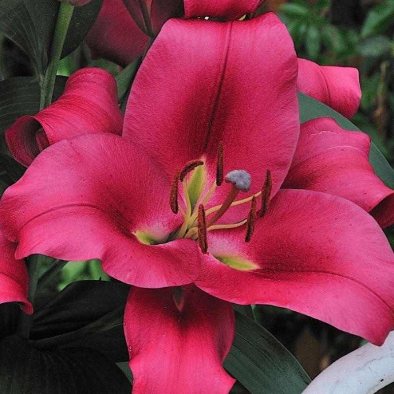 Лілія ОТ-гібрид Carbonero 18/20, фото 1