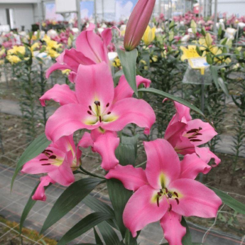 Лілія ОТ-гібрид Mundial 18/20