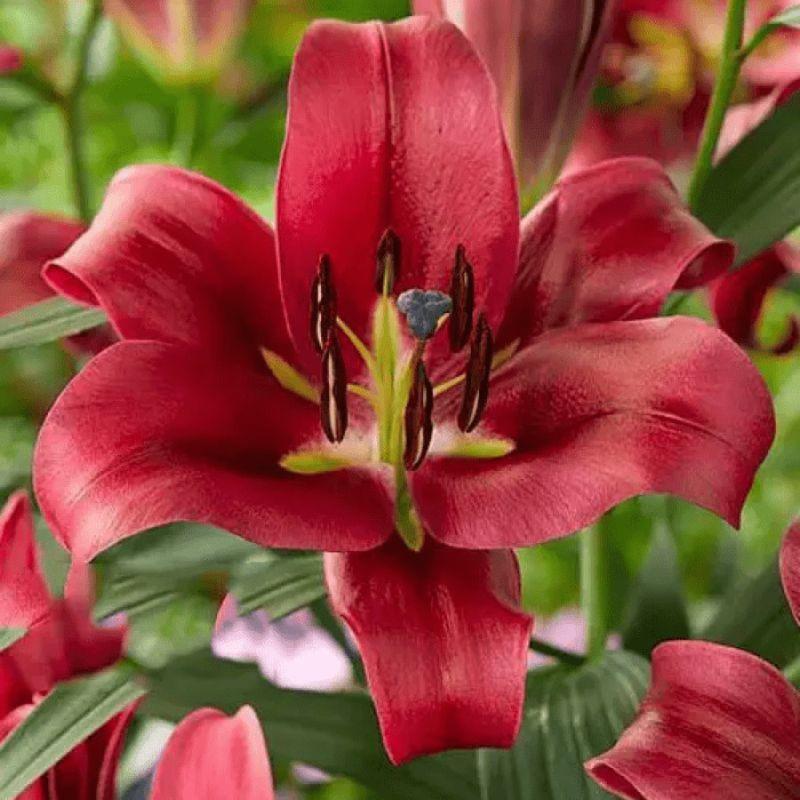 Лілія ОТ-гібрид Red Desire 20/22
