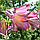 Лілія Трубчата Pink Perfection 14/16, фото 3