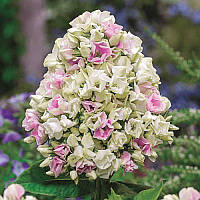 Флокс Creme de la Creme