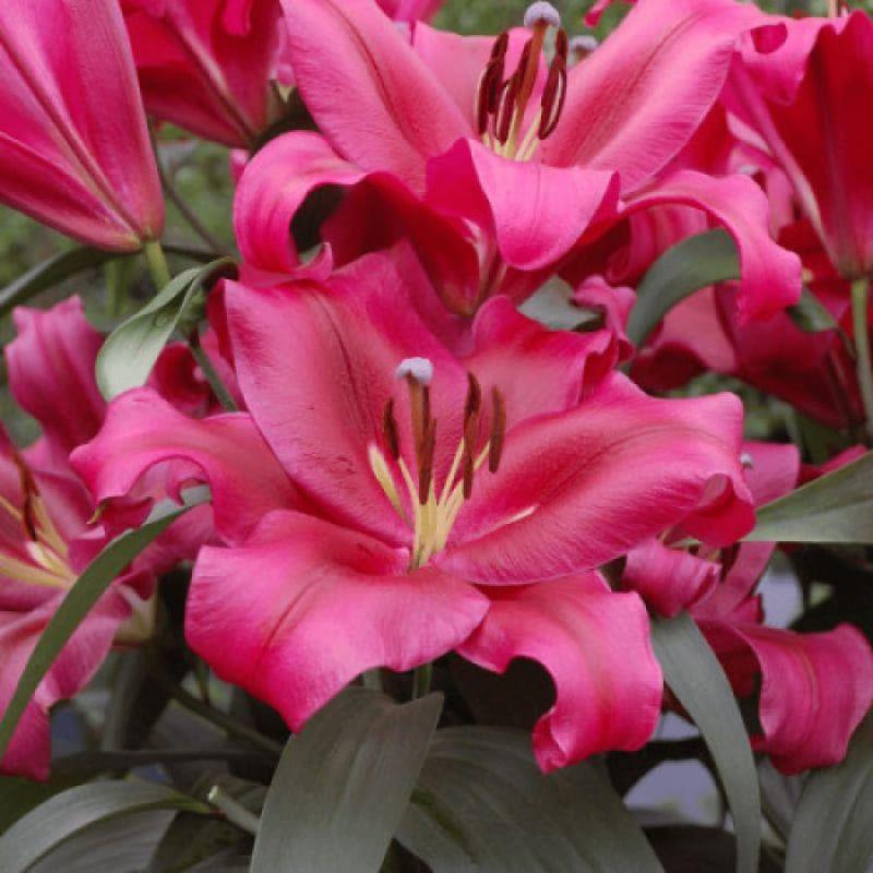 Лілія ОТ-гібрид Palazzo 14/16, фото 1