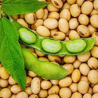 Насіння сої S007-Y4, Еліта