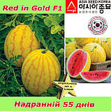 Кавун Ред ін Голд F1 / Red in Gold F1, надранній (жовтий з червоною  м’якоттю), 500 насінин ТМ Asia Seed (Південна Корея), фото 3
