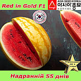 Кавун Ред ін Голд F1 / Red in Gold F1, надранній (жовтий з червоною  м’якоттю), 500 насінин ТМ Asia Seed (Південна Корея), фото 4