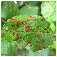 Філостиктоз (бура плямистість)