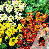 Лакфіоль Казковий гном суміш, 0,3 г, СЦ, фото 2