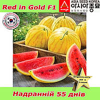 Кавун Ред ін Голд F1 / Red in Gold F1, надранній (жовтий з червоною  м’якоттю), 500 насінин ТМ Asia Seed (Південна Корея)