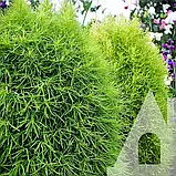 Кохія Кипарисова, 0,5 г, СЦ, фото 2