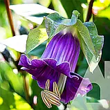 Кобея Кафедральні дзвони, 5 шт., СЦ, фото 2