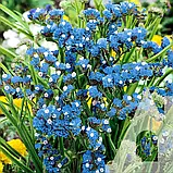 Кермек Блакитна північ, 0,1 г, фото 3