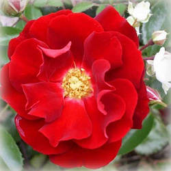 Троянда грунтопокривна Бассіно (Bassino)