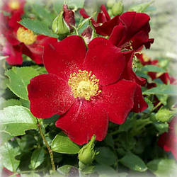 Троянда грунтопокривна Біненвайде Рот (Bienenweide Rot)