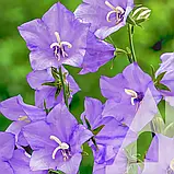 Дзвоник Соборні дзвони, 0,2 г, фото 3