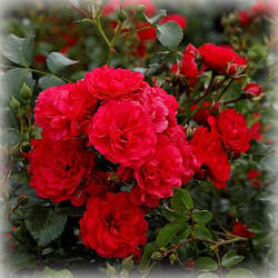 Троянда грунтопокривна Гартенфройде (Gartnerfreude)