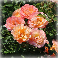 Троянда грунтопокривна Кубана (Сubana)