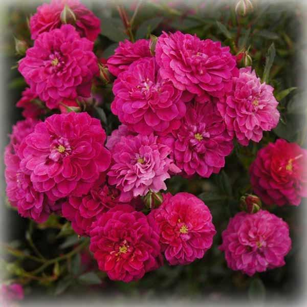 Троянда Перпл Рейн (Purple Rain), грунтопокривна в контейнері, фото 1