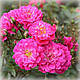 Троянда Перпл Рейн (Purple Rain), грунтопокривна в контейнері, фото 3