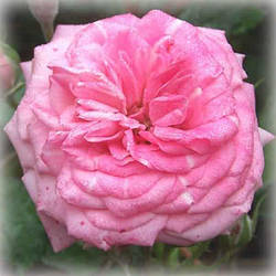 Троянда грунтопокривна Світ Дріфт (Sweet Drift)