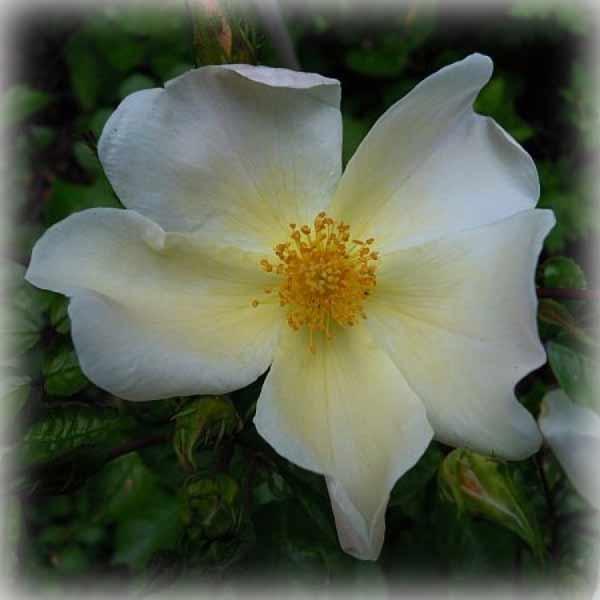 Троянда грунтопокривна Сноу Стар (Snow Star), фото 1