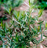 Тархун 0,1 г Професійне насіння