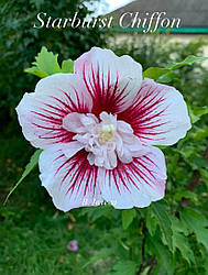 Насіння гібіскусу деревовидного Starburst Chiffon 20 шт.