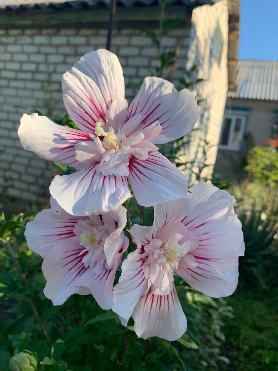 Гібіскус деревовидний дерево однорічне Starburst Chiffon, фото 1